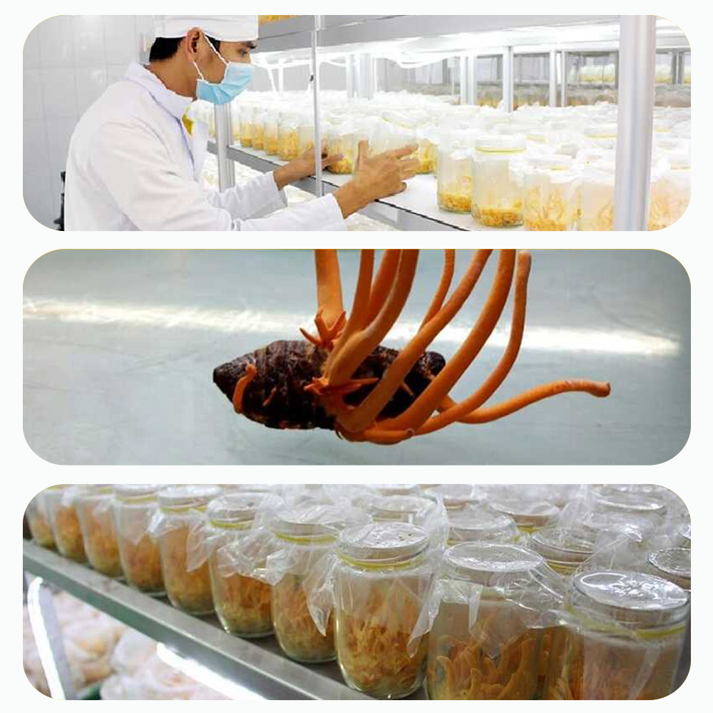 Đông trùng hạ thảo Toro 10g sấy thăng hoa tăng cường sinh lý chuẩn