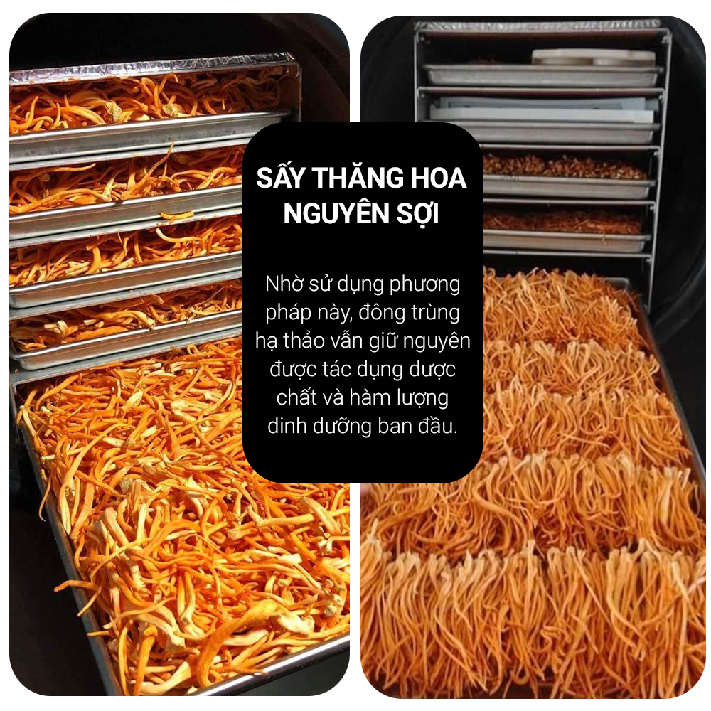Đông trùng hạ thảo Toro 10g sấy thăng hoa tăng cường sinh lý chuẩn