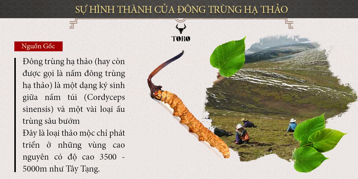 Đông trùng hạ thảo 5g nguyên con cao cấp bổ dưỡng tăng cường sức khỏe