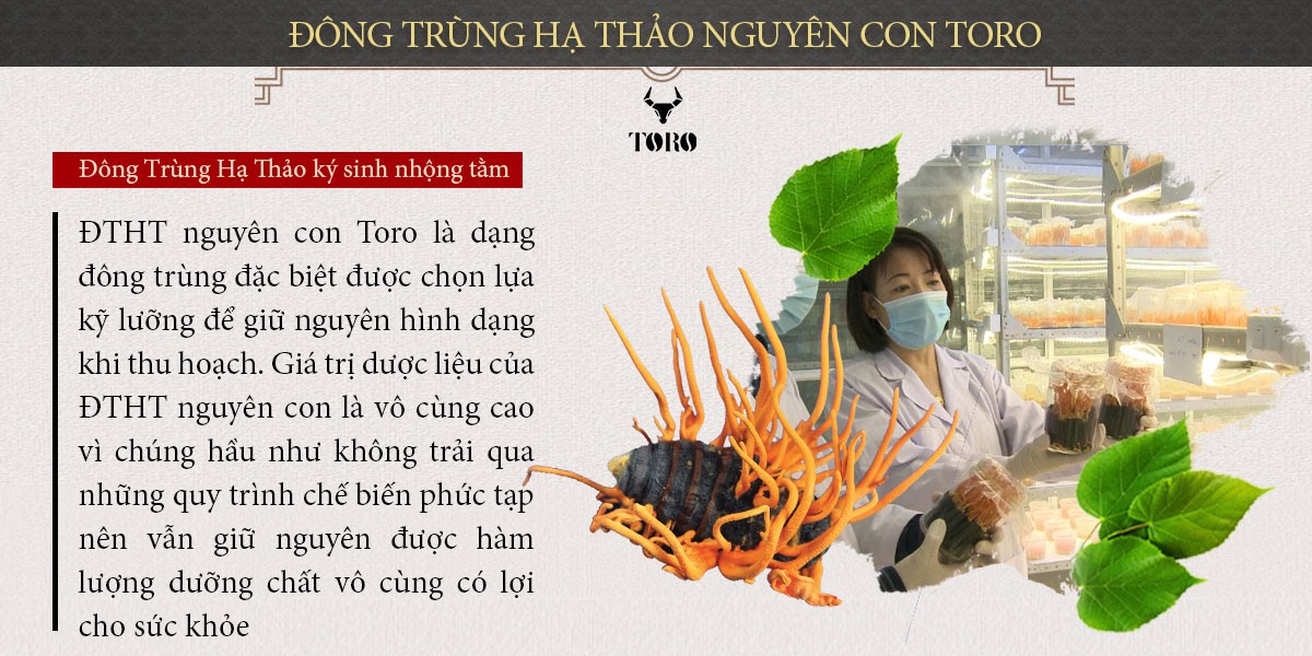 Đông trùng hạ thảo 5g nguyên con cao cấp bổ dưỡng tăng cường sức khỏe